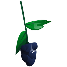 Blackberry branch clipart