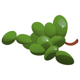 Grapes green clipart