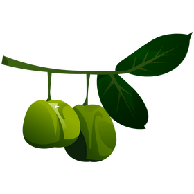 Guava branch clipart
