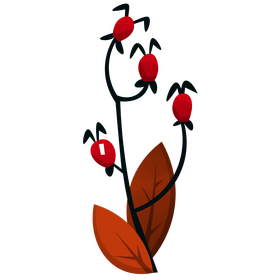 Free rosehip clipart