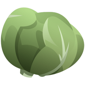 Cabbage clipart