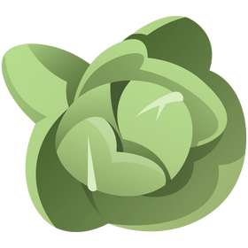 Cabbage top view clipart