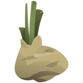 Celery root clipart