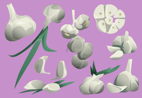 Garlic vector