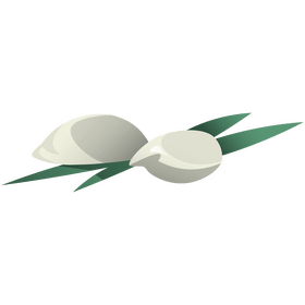 Garlic two cloves clipart