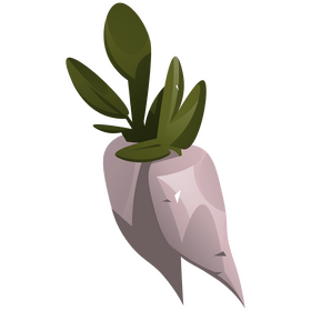 White radish clipart
