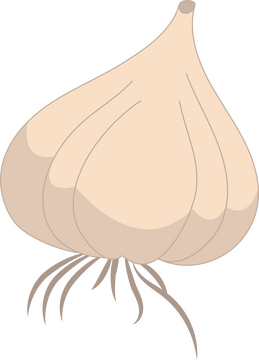 Garlic clipart