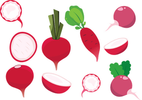 Radish vector
