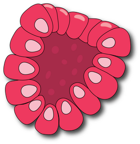 Cut in Half Raspberry clipart