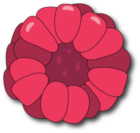 Half of Raspberry clipart