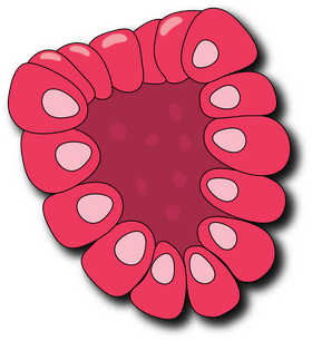 Sliced in Half Raspberry clipart