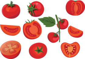 Tomato vector