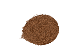 Coconut clipart