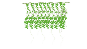 Long Hanging Ivy clipart