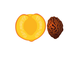 Half of Peach and its Endocarp clipart