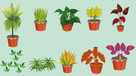 Plant vector