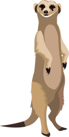 Meerkat clipart