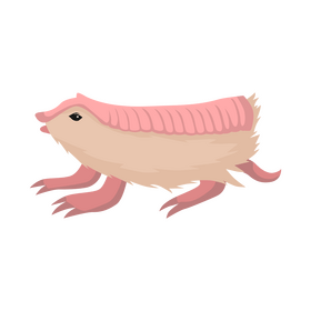 Pink fairy armadillo clipart