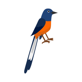 White rumped shama bird clipart