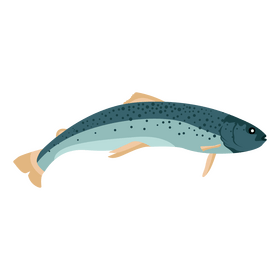 Trout fish clipart