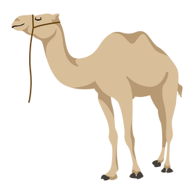 Camel clipart
