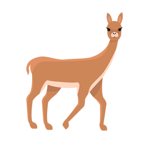 Vicuna clipart