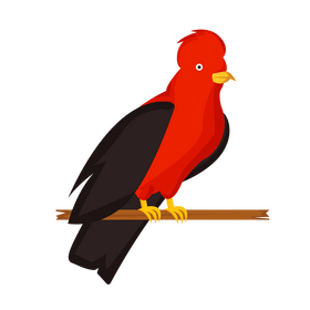 Andean cock of the rock clipart