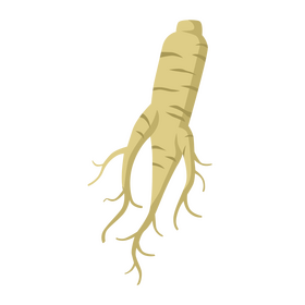 Ginseng clipart