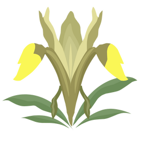 Iris bucharica flower clipart