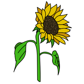 Sunflower blooms to the right drawing clipart