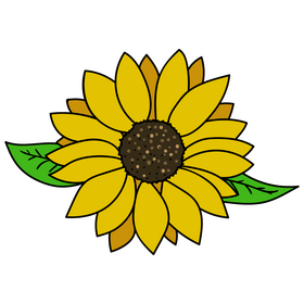 Sunflower drawing clipart