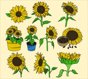 Sunflower drawing set vector