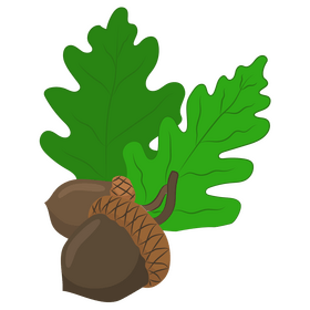 Acorn and leaf clipart