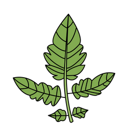 Tomato leaf clipart