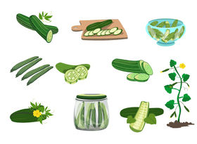 Cucumbers vector