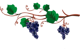 Branch of grapes clipart