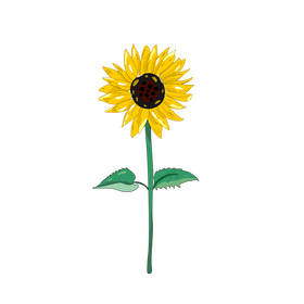 Sunflower illustration clipart