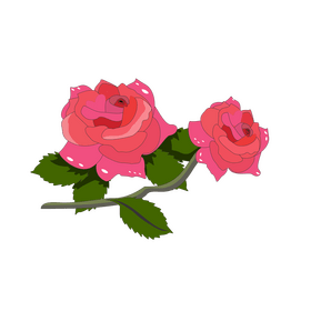Pink roses drawing clipart