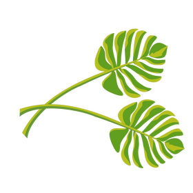 Palm leaf illustration clipart