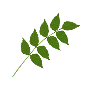 Hornbeam leaf clipart