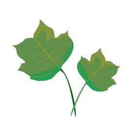 Tulip tree leaf clipart