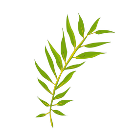 Willow leaf clipart
