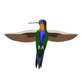 Hummingbird illustration clipart