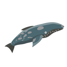 Grey whale drawing clipart
