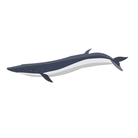Cartoon fin whale clipart