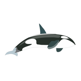 Killer whale clipart