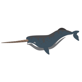 Narwhal whale clipart