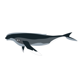 Humpback whale illustration clipart