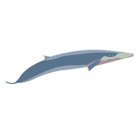 Free sei whale clipart