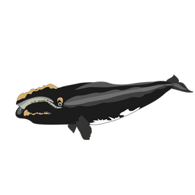 Right whale cartoon drawing clipart